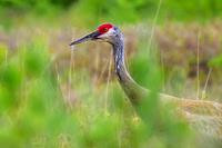 Sandhill Cranes - Great Pond, Belgrade ME